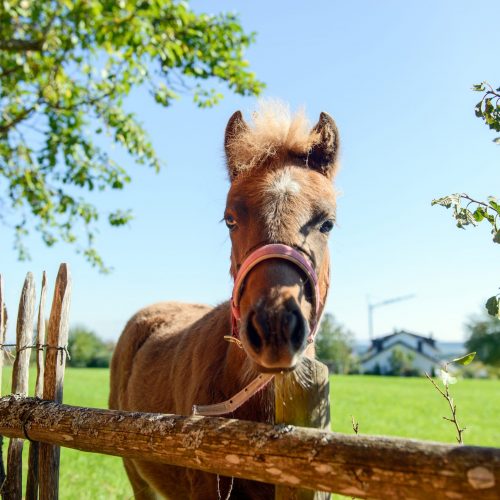 Pension Baarblick 06 web